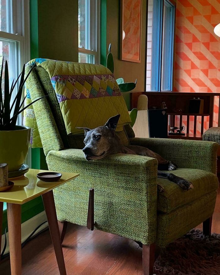 Dog lounging on a green mid-century chair next to a yellow side table in a vintage-style living room.