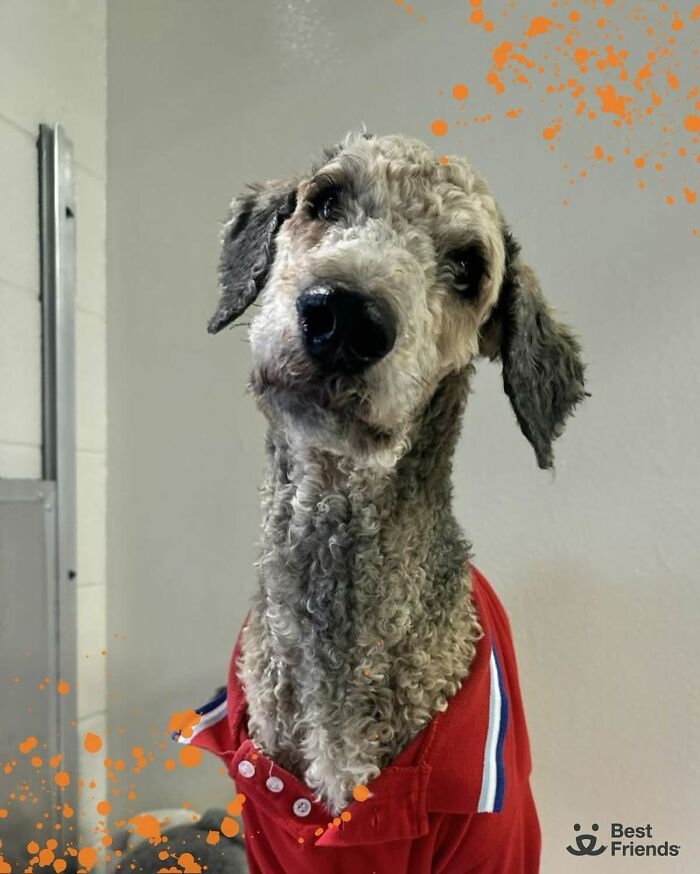 Clean and loved poodle wearing a red shirt, showing the incredible transformation of Crawfish the poodle after grooming. Clean and loved poodle wearing a red shirt, showing the incredible transformation of Crawfish the poodle after grooming.