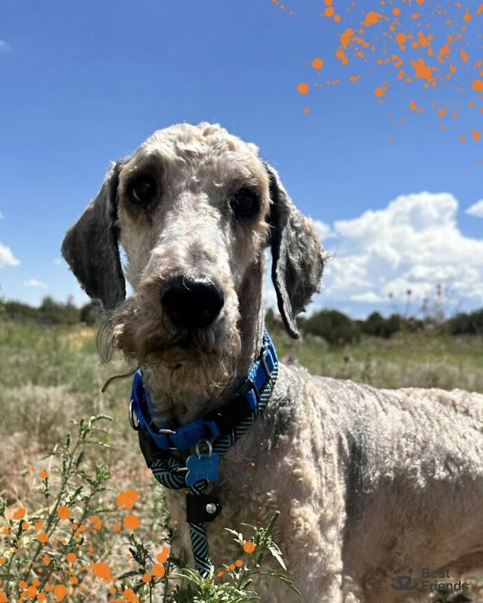 Clean poodle wearing blue collar outdoors on a sunny day, showcasing the incredible transformation of Crawfish the poodle. Clean poodle wearing blue collar outdoors on a sunny day, showcasing the incredible transformation of Crawfish the poodle.