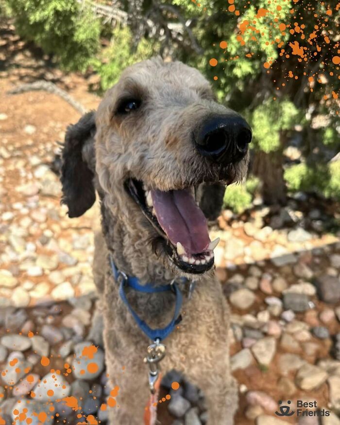 Happy poodle outdoors showing clean fur and joyful expression after incredible transformation and care Happy poodle outdoors showing clean fur and joyful expression after incredible transformation and care