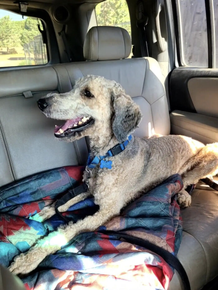 Clean and loved Crawfish the poodle resting happily on a colorful blanket inside a car with sunlight shining on its curly fur. Clean and loved Crawfish the poodle resting happily on a colorful blanket inside a car with sunlight shining on its curly fur.