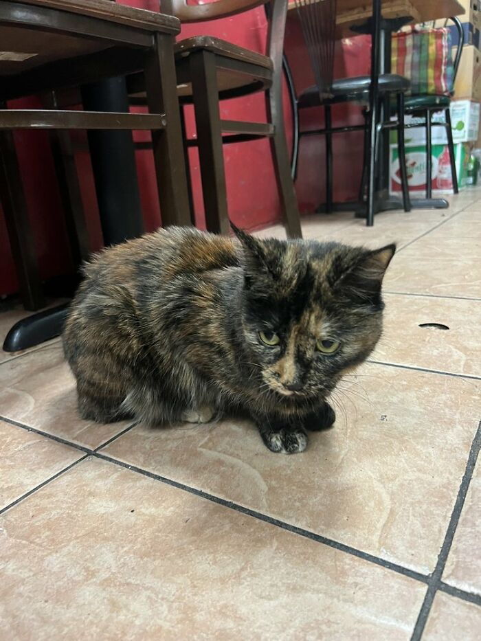 NYC’s Bodega Cats Are Getting The Care They Deserve Thanks To Our Fundraiser NYC’s Bodega Cats Are Getting The Care They Deserve Thanks To Our Fundraiser