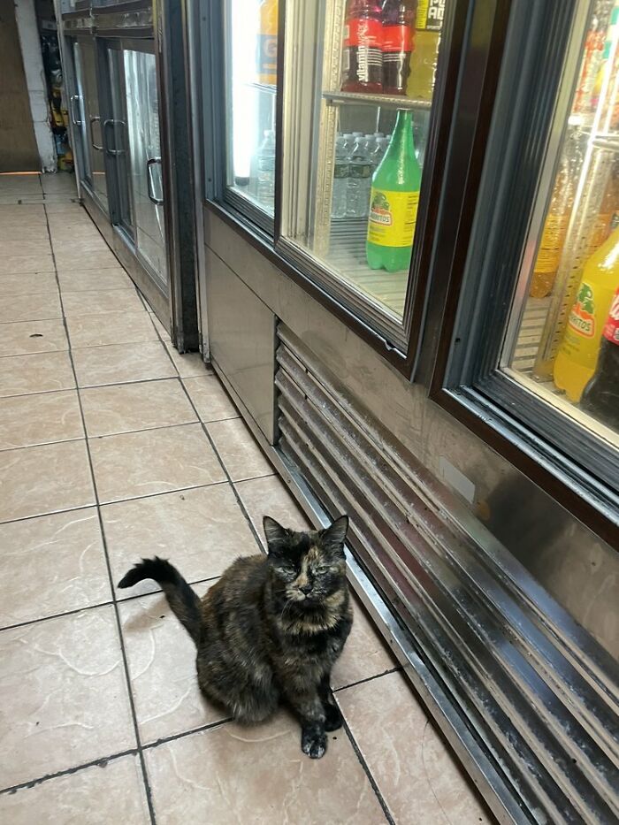 NYC’s Bodega Cats Are Getting The Care They Deserve Thanks To Our Fundraiser NYC’s Bodega Cats Are Getting The Care They Deserve Thanks To Our Fundraiser