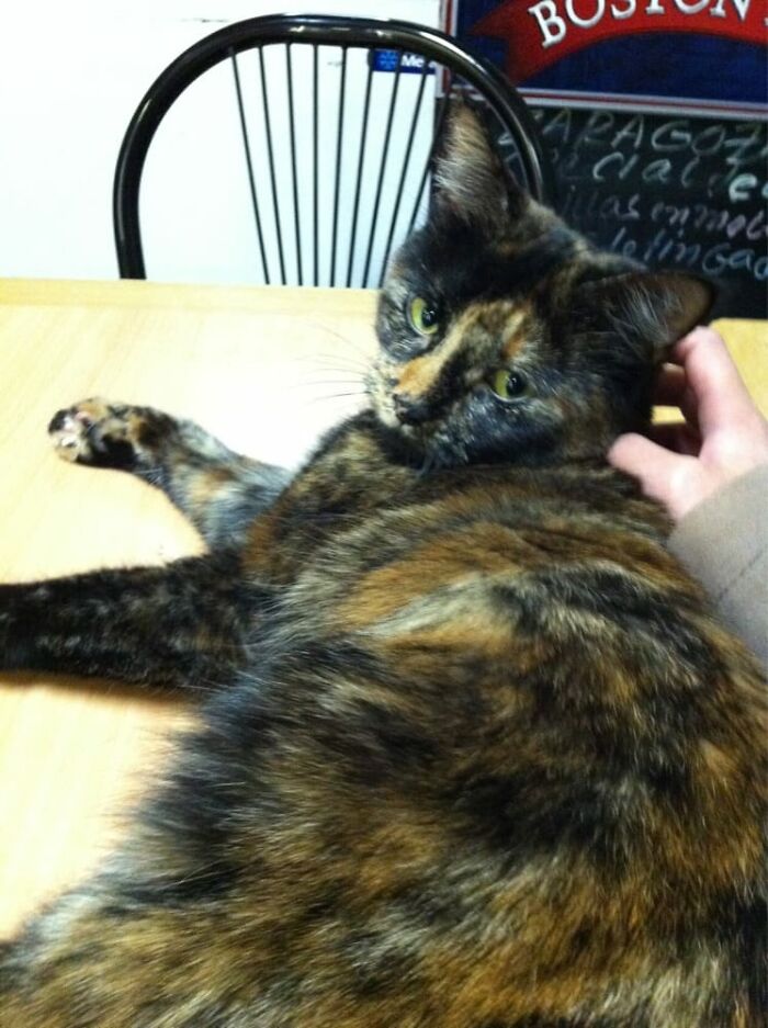 NYC’s Bodega Cats Are Getting The Care They Deserve Thanks To Our Fundraiser NYC’s Bodega Cats Are Getting The Care They Deserve Thanks To Our Fundraiser