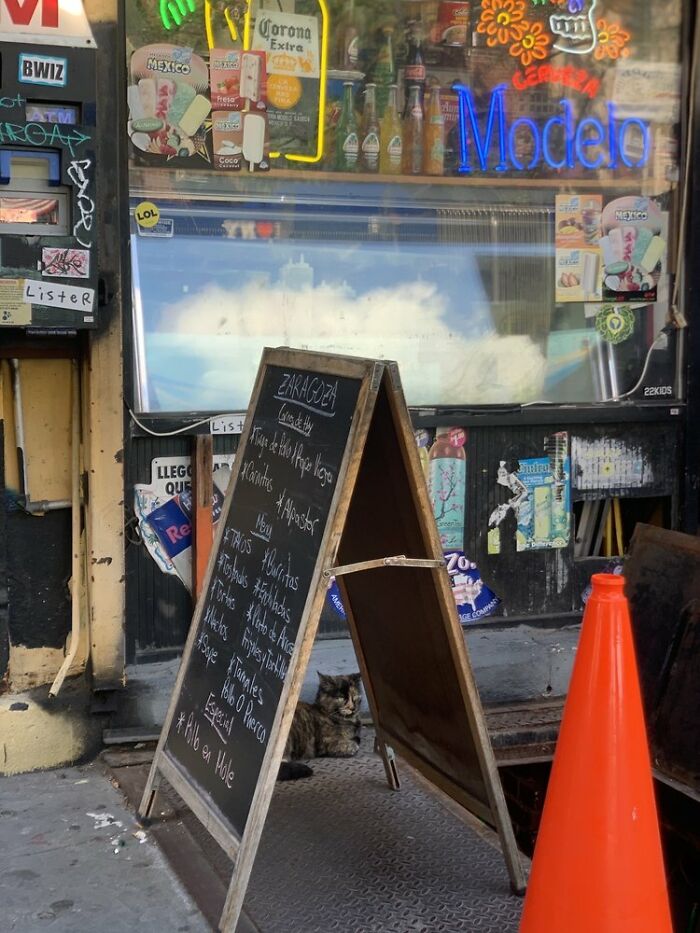 NYC’s Bodega Cats Are Getting The Care They Deserve Thanks To Our Fundraiser NYC’s Bodega Cats Are Getting The Care They Deserve Thanks To Our Fundraiser