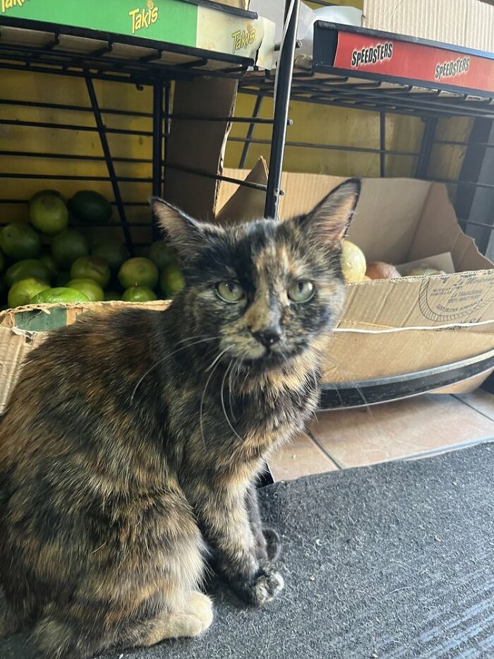 NYC’s Bodega Cats Are Getting The Care They Deserve Thanks To Our Fundraiser NYC’s Bodega Cats Are Getting The Care They Deserve Thanks To Our Fundraiser