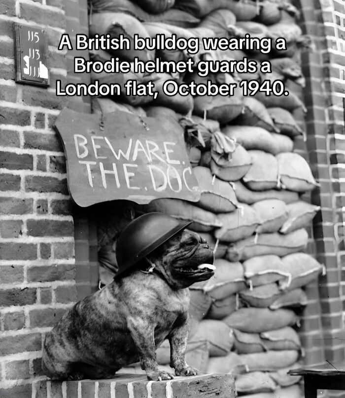 British bulldog wearing a helmet guards a London flat in 1940, a monumental life moment frozen in time.
