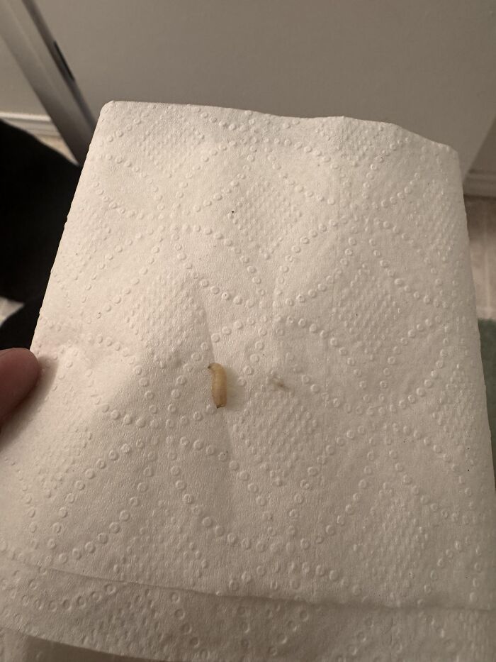 A small worm on a paper towel, an unexpected fail captured for the anything gone wrong group.