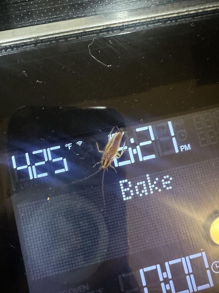 Cucaracha sobre pantalla de horno digital con temperatura alta mostrando ejemplo de cosas que salieron mal.