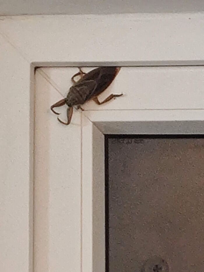 Insecto grande posado en el marco de una ventana blanca, ejemplo de cosas que salieron mal y compartidas por gente.