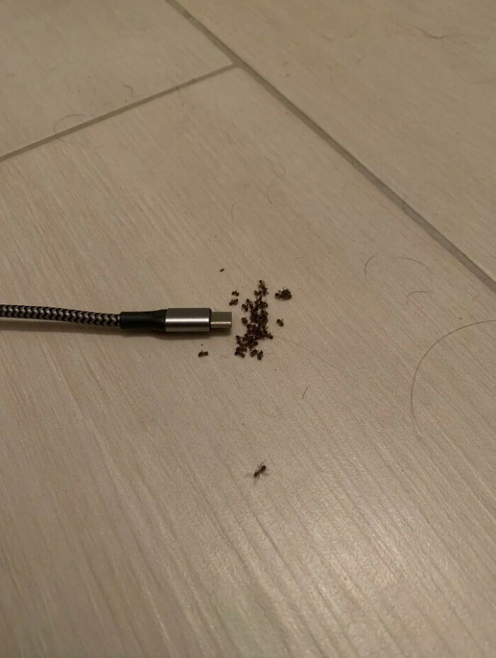 Cable USB tipo C en el suelo con hormigas alrededor y una hormiga fuera del grupo, ejemplo de cosas que salieron mal.