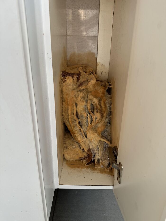 Hongos y moho creciendo dentro de un armario cerrado mostrando una de las cosas que salieron mal en el hogar.