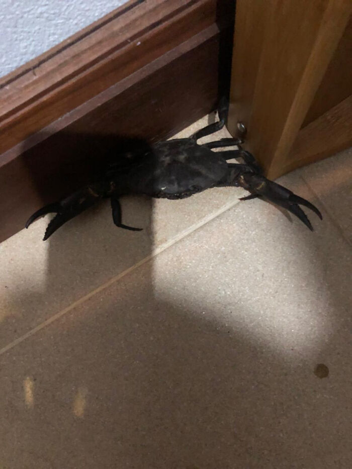 Cangrejo atrapado en la esquina de un cuarto, ejemplo de cosas que salieron mal y sorprendieron a la gente.