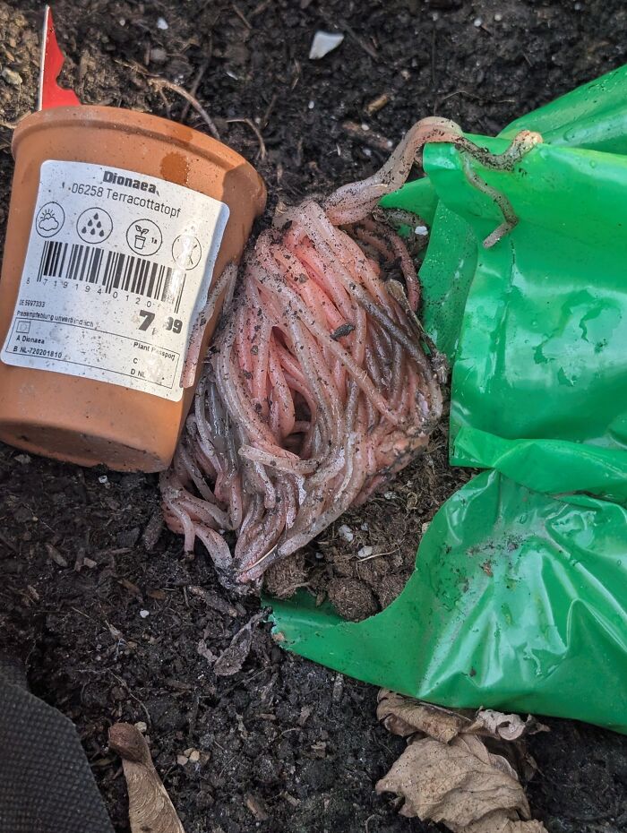 Plántula caída con tierra, lombrices saliendo y bolsa verde, ejemplo de cosas que salieron mal y la gente tuvo que compartir.