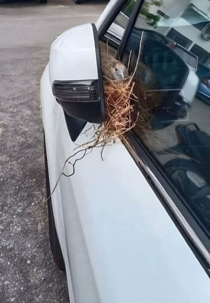Nido de ave construido en espejo lateral de auto blanco causando un problema inesperado que salió mal.