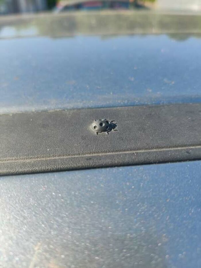 Close-up of an unexpected fail showing a melted black plastic ladybug on a car surface in bright daylight.