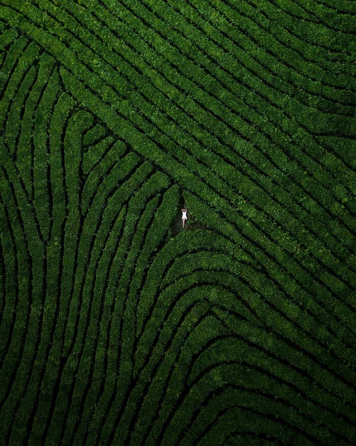 Aerial photo of a person walking through lush green tea plantation rows, showcasing stunning aerial photography patterns.