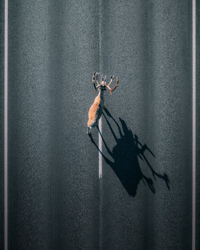 Aerial photo of a deer casting a long shadow on a paved road, showcasing stunning aerial photography perspective.