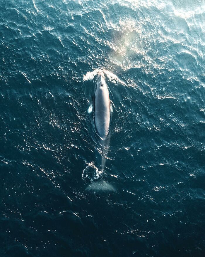 Aerial photo of a whale swimming in the deep blue ocean with sunlight reflecting on the water surface.