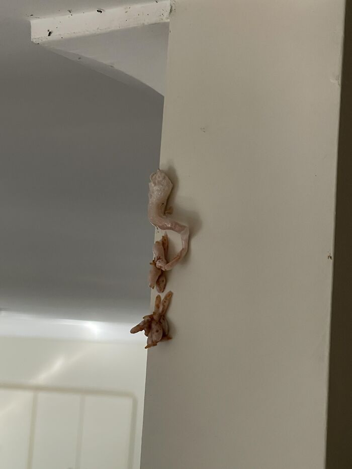 Restos de alimentos pegados en la pared, un ejemplo de cosas que salieron mal y la gente compartió en redes.