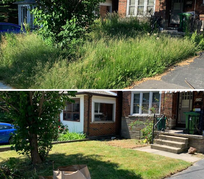 Overgrown front yard transformed into a well-maintained lawn showing dramatic before and after photos.