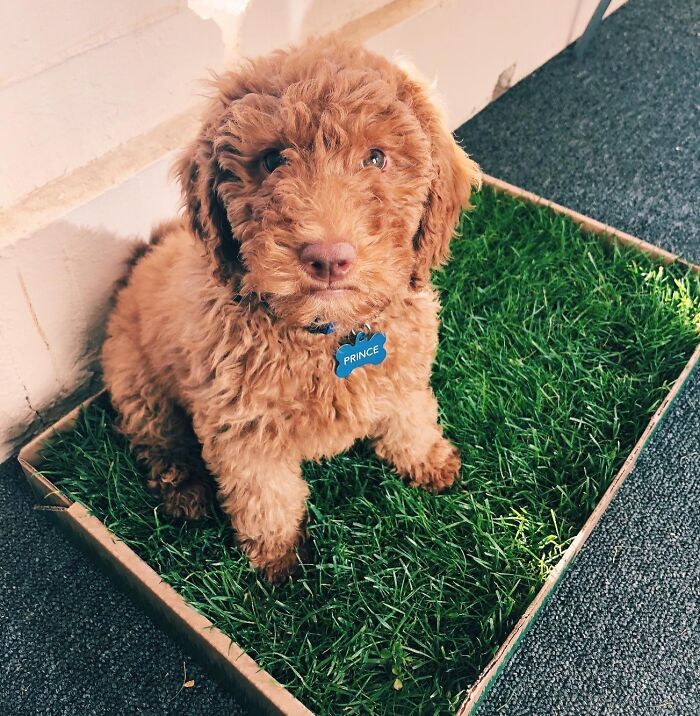 Small brown puppy sitting on artificial grass in a box, illustrating one of the popular Shark Tank pitches turned hits.