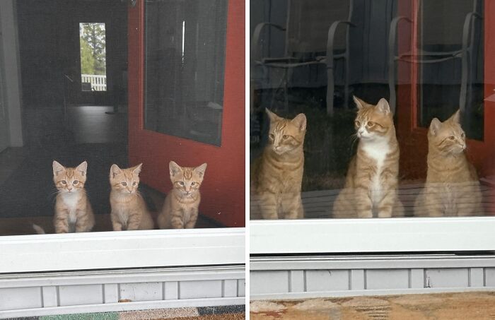 Three orange kittens sitting by a window and the same cats grown up in a before and after photos showing change.