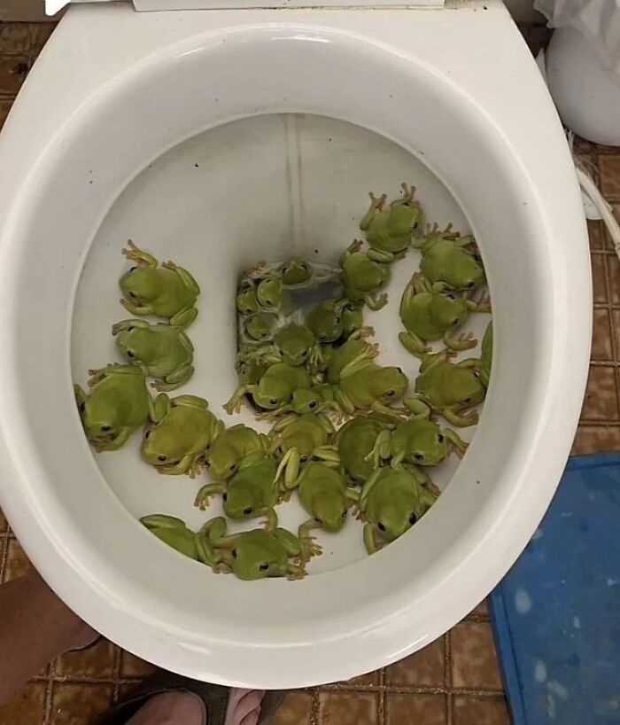 Inodoro lleno de ranas verdes, un claro ejemplo de cosas que salieron mal y la gente tuvo que compartir.