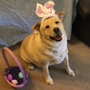 stephanietrump avatar