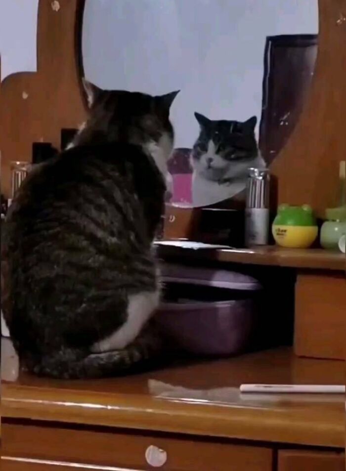 Tabby cat sitting on a wooden dresser looking at its reflection in a mirror, part of cat virus.exe hilarious pics collection.