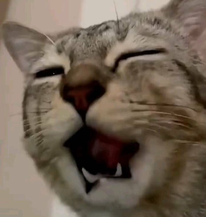 Close-up of a cat making a funny face, showcasing a hilarious moment from the cat virus.exe collection.