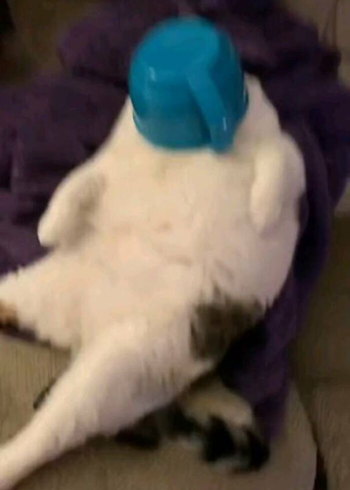 White cat sitting with a blue cup stuck on its head defying explanation in hilarious cat virus.exe malfunction moment.