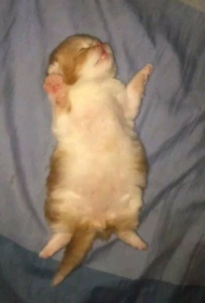 Fluffy cat lying on its back with paws raised, looking like a funny malfunction in cat virus.exe collection.