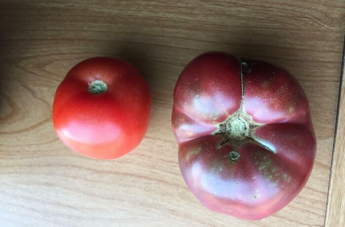 Two tomatoes on a wooden surface showing before and after photos of size and shape change.