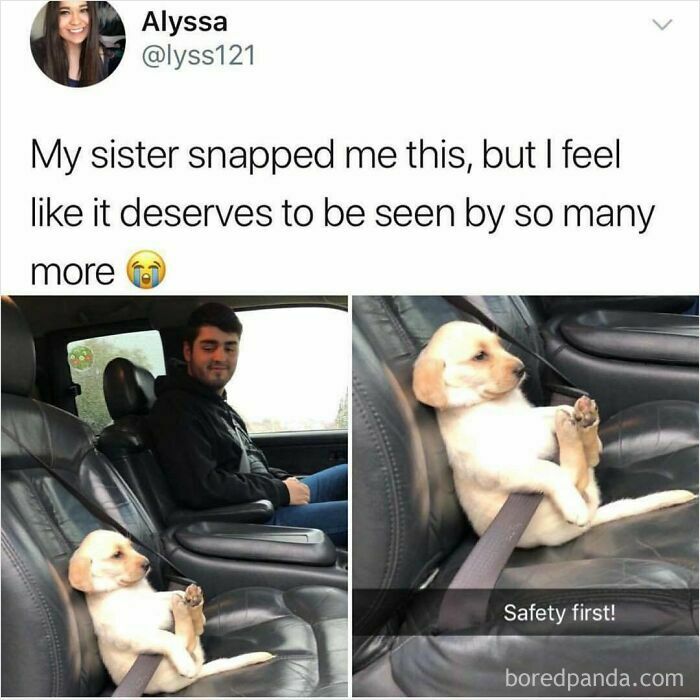 Puppy sitting in car seatbelt, showcasing funny and wholesome dog moments that melt hearts of dog lovers and cat people alike.