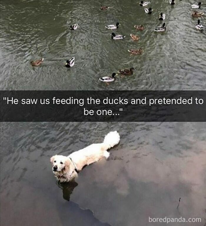 Golden retriever in water among ducks, humorously blending in with a group of waterfowl in a pond setting.