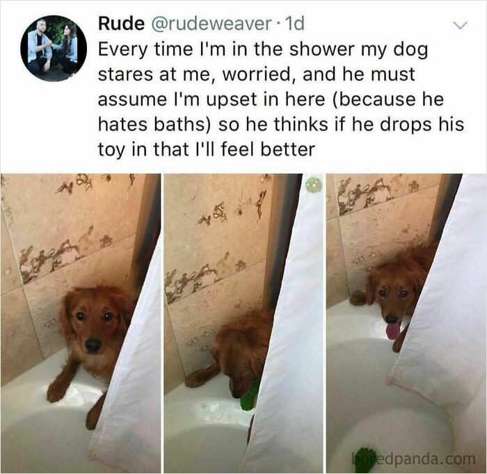 Dog looking worried outside shower with toy, showing funny and wholesome dog memes that might melt hearts of cat people.
