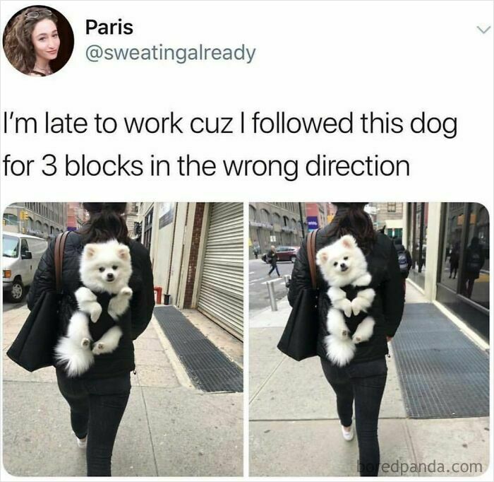 Woman carrying a fluffy white dog on her back while walking on a city sidewalk in funny wholesome dog meme.