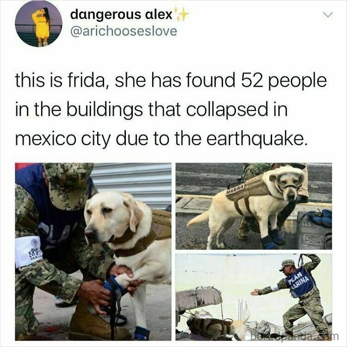 Search and rescue dog named Frida helping find people after Mexico City earthquake in protective gear.