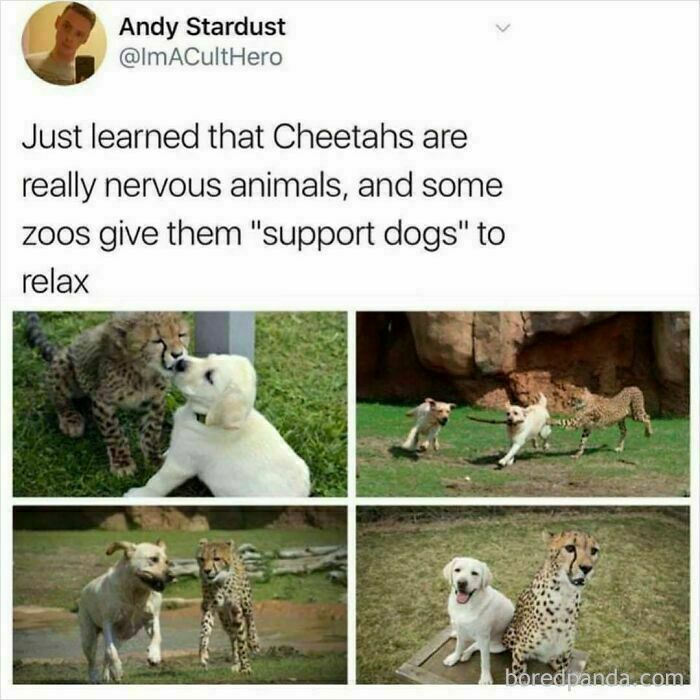 Funny and wholesome dog memes showing supportive dogs calming nervous cheetahs in a heartwarming zoo setting.