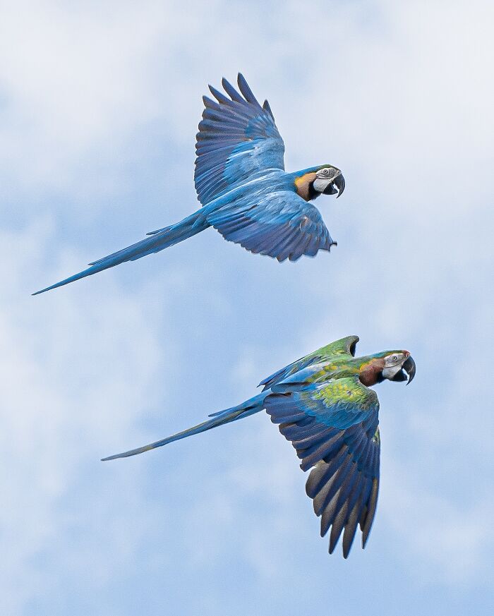 Two vibrant blue and green parrots in full flight against a clear sky, showcasing nature’s most elusive birds.