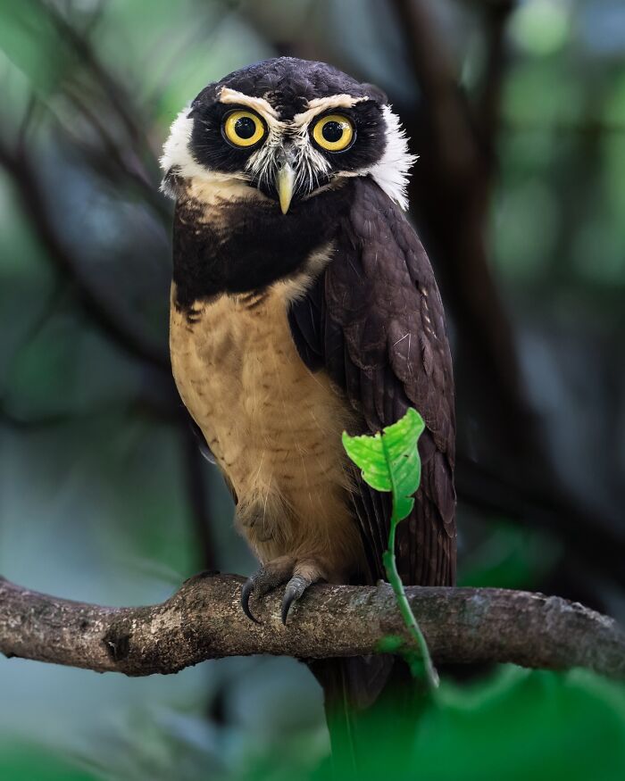 Rare elusive bird perched on a branch in dense forest captured by nature photographer traveling the globe for bird documentation