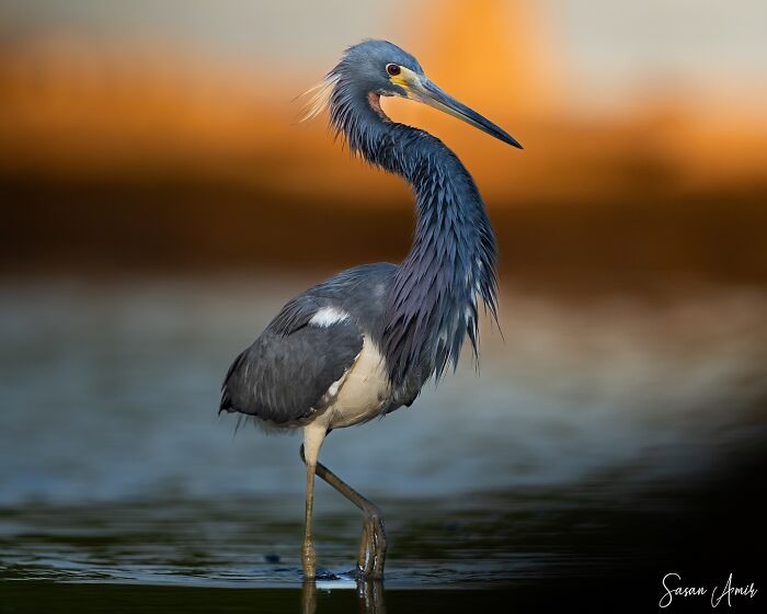 Elusive bird standing in shallow water, captured by photographer specializing in nature's rarest species.
