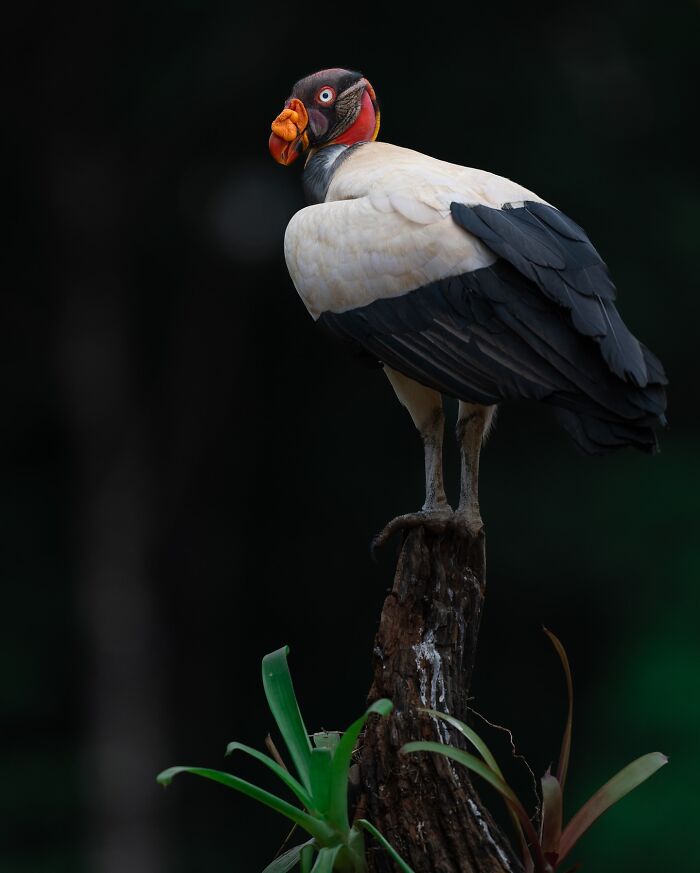 Elusive bird perched on a tree stump in natural habitat captured by photographer traveling to document wildlife.