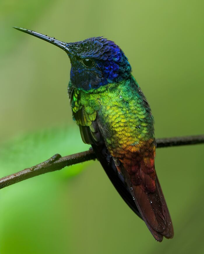 Colorful hummingbird perched on a branch showcasing nature’s most elusive birds in vibrant detail.