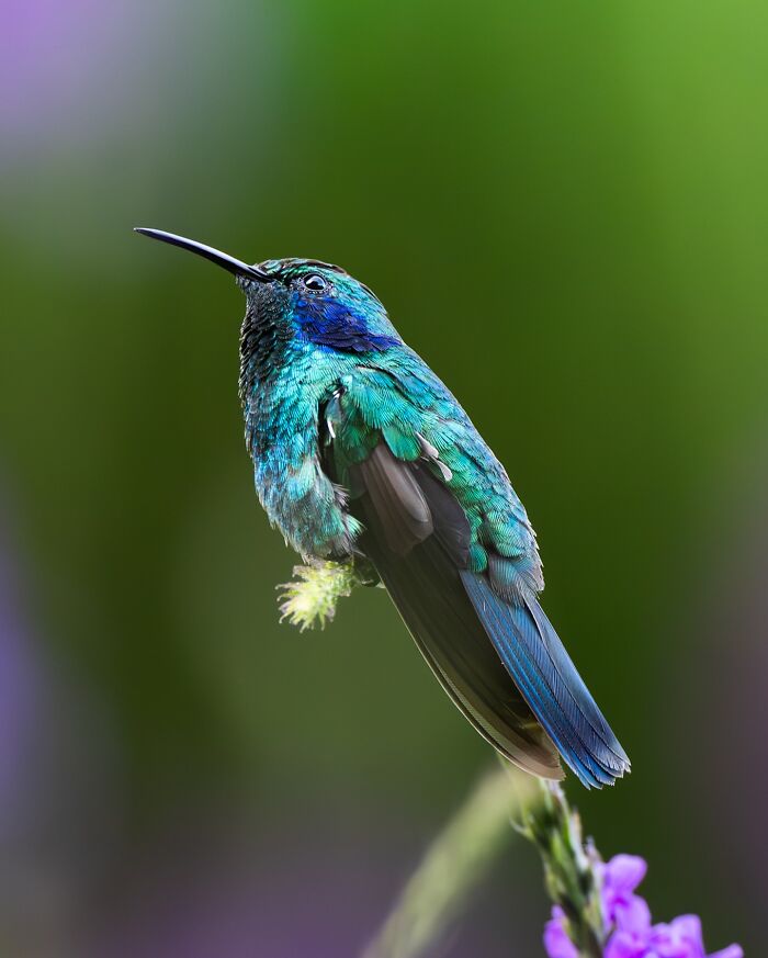 Vibrant turquoise hummingbird perched on a flower branch, showcasing nature’s most elusive birds in detailed close-up.
