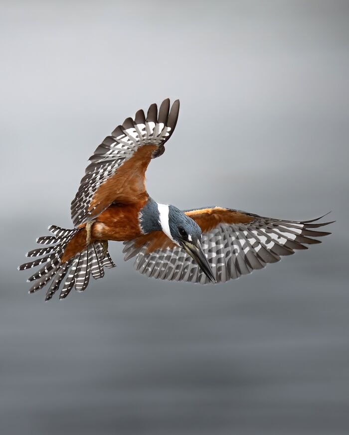 Kingfisher in mid-flight with wings spread, showcasing nature’s most elusive birds in their natural habitat.