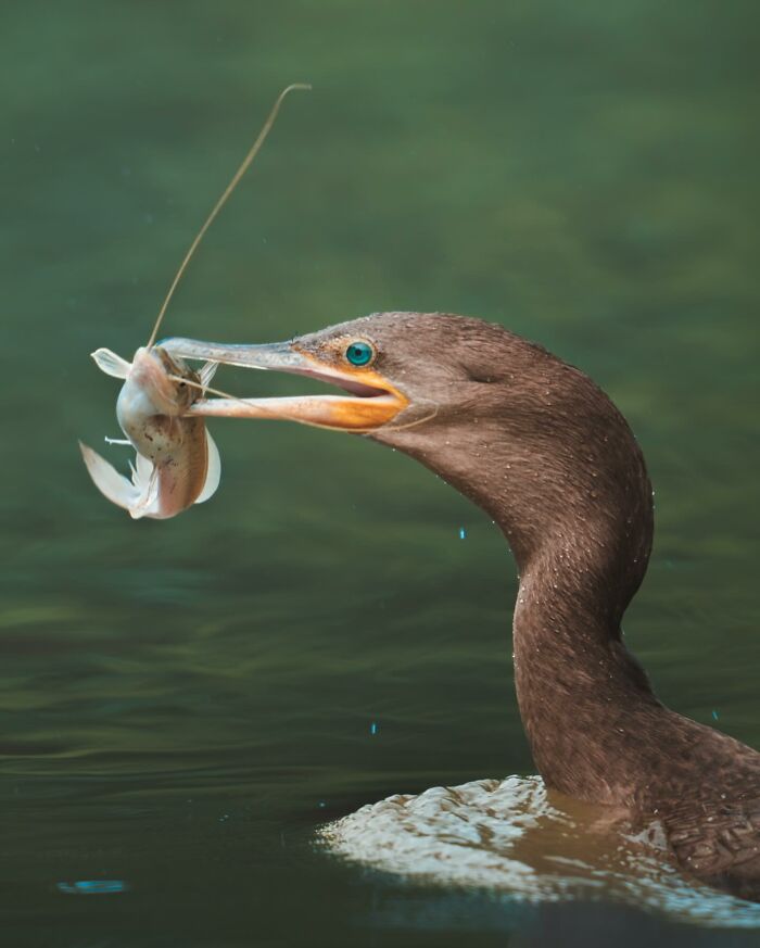 Close-up of an elusive bird catching a fish underwater, showcasing nature’s most elusive birds in their habitat.