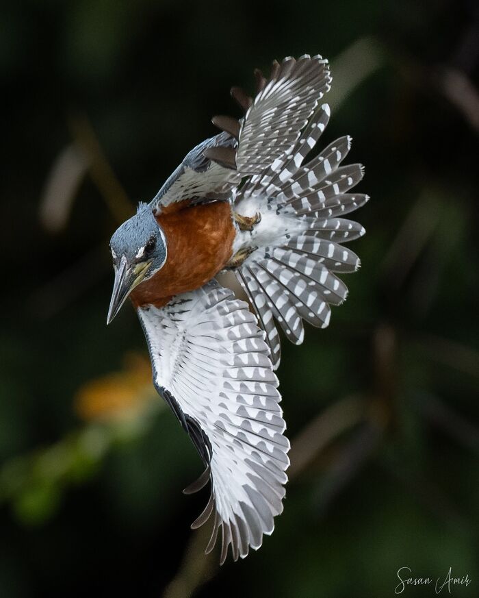 Colorful elusive bird with spread wings captured mid-flight in natural environment by a photographer traveling the globe.