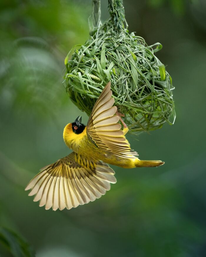Yellow bird with spread wings building a nest from grass, showcasing nature’s most elusive birds in a natural habitat.